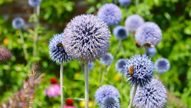 Les jardins d'Appeltern